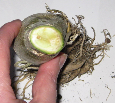 White wave beschnitten 3.png