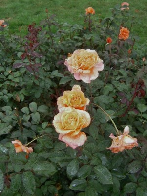 Rosa - 002 (601x800).jpg