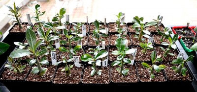 Schale Sämlinge pikiert.jpg