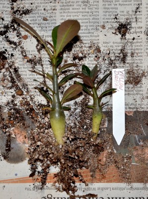 Yellow Dream-Sämlinge.jpg