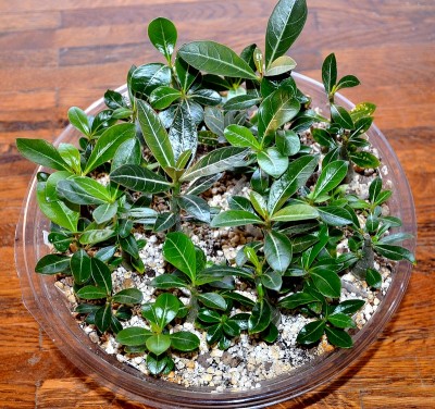 Schale Sämlinge.jpg