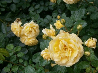 Rosa - 006 (800x600).jpg