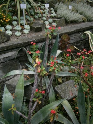 Sukkulenten-Beet - 002 (600x800).jpg