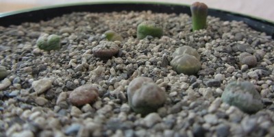 Lithops_03.JPG