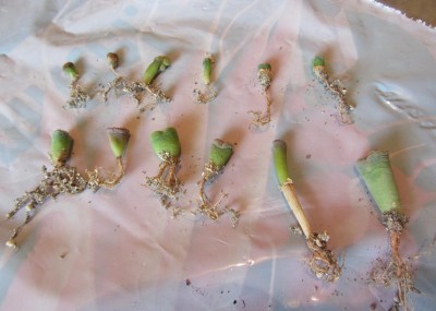 Lithops_01.JPG