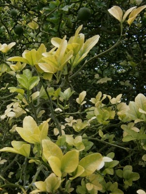 Citrus - 003 (601x800).jpg