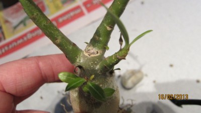 Obesum Nikolauswichteln 2.2013-2.jpg