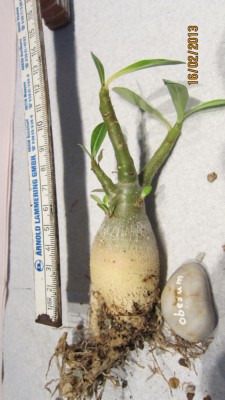 Obesum Nikolauswichteln 2.2013.jpg