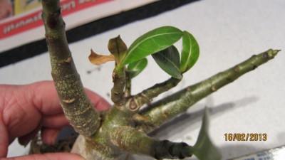 Golden bell soco 2.2013-2.jpg