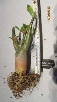 Golden bell soco 2.2013.jpg