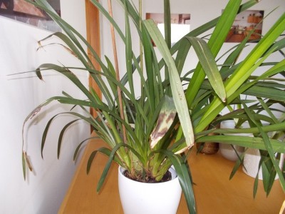 DSCN0288.JPG