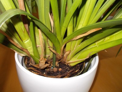 DSCN0289.JPG