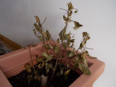 DSCN0292.JPG