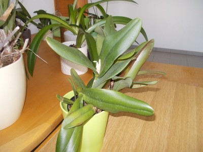 DSCN0290.JPG