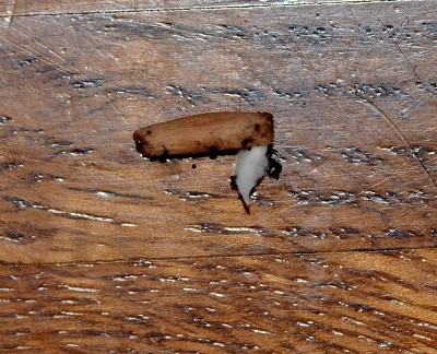 Sämlinge A. crispum 1a.jpg