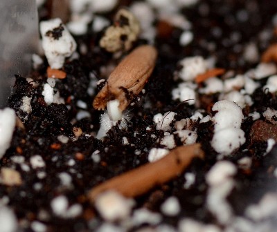 Sämlinge A. crispum 1.jpg