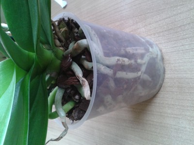 2013-02-17 09.13.26.jpg