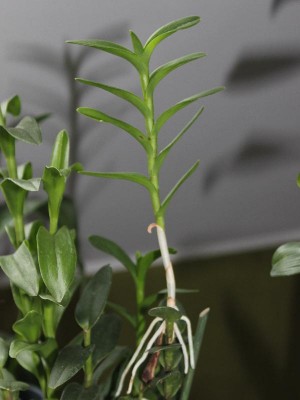 Neue Orchi 3 Kindel.jpg