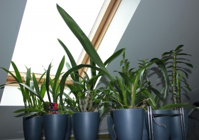 12 Orchis am 17.02.2013b.jpg