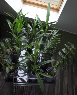 12 Orchis am 17.02.2013.jpg