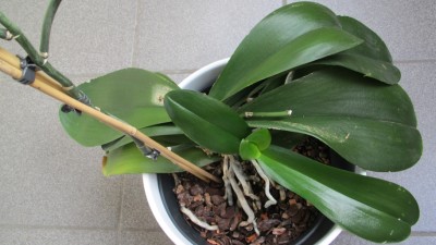 IMG_2590.JPG