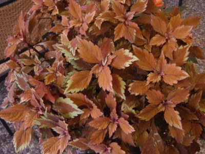 Solenostemon scutellarioides - 001 (800x600).jpg
