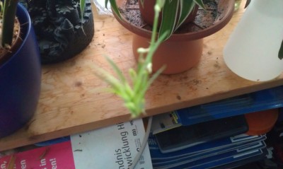 2013-02-17 15.36.31.jpg