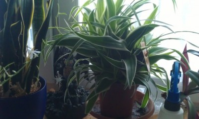 2013-02-17 15.36.00.jpg