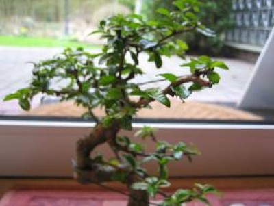 Bonsai1.jpg