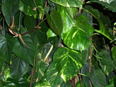 PICT0166.JPG