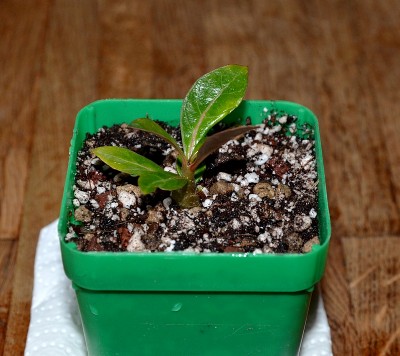 Sämling 8 getopft.jpg