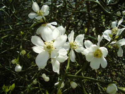 Poncirus trifoliata (4a).jpg