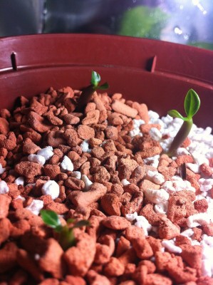 3_kleine _Wüstis_3.jpg