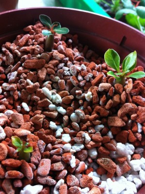 3_kleine _Wüstis_2.jpg