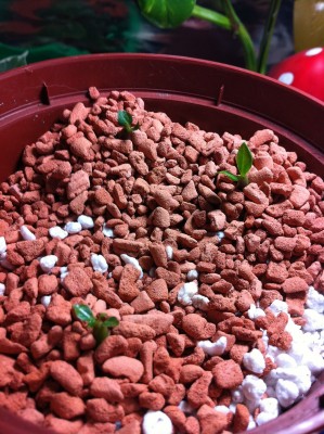 3_kleine _Wüstis_1.jpg