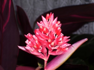 Stromanthe sanguinea triostar (20).jpg