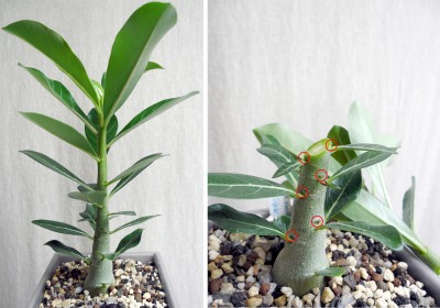 Adenium-Schnitt.jpg