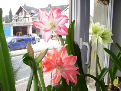 Fenster (17).jpg