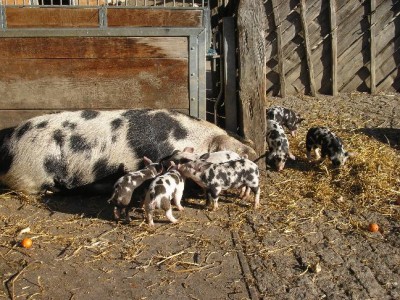 Schweinchen2.jpg