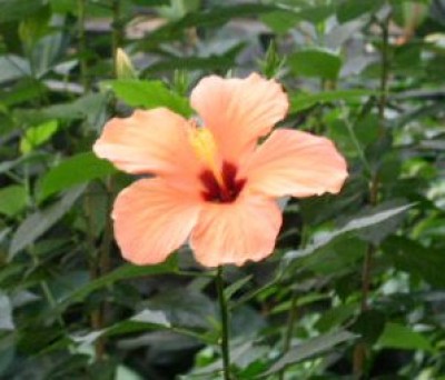 PICT0031.JPG