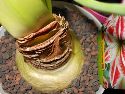 vertrockneter Blütentrieb.JPG