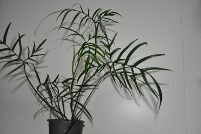 Philodendron_ polypodioides.jpg