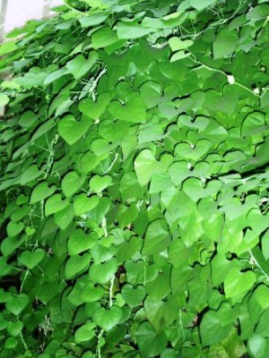 PICT0303.JPG