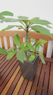Plumeria rubra Aztek Gold.jpg