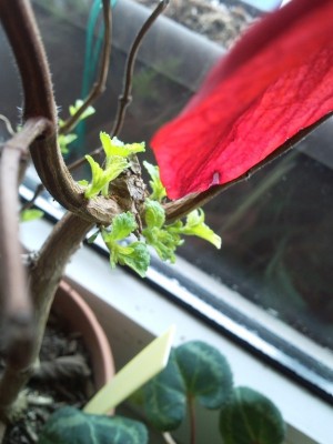 2013-02-20 10.59.16.jpg
