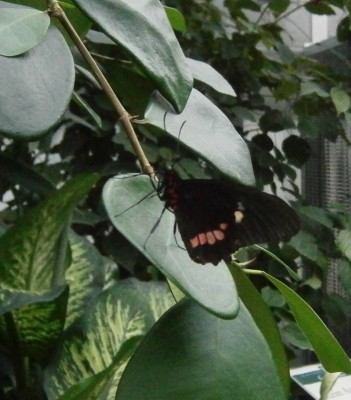 Papilio anchisiades - 001 (701x800).jpg