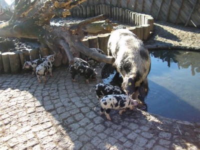 Schweinchen.jpg