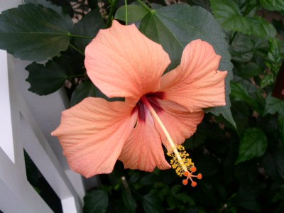 PICT0259.JPG
