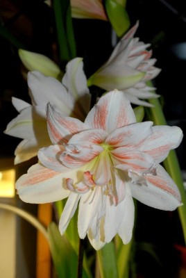 Amaryllis2012 356yy.jpg