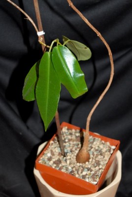 Petopentia 012yy.jpg